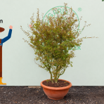 Javor dlaňolistý (Acer palmatum) ´GOING GREEN´ - výška 180-200 cm, kont. C90L - VIACKMENNÝ BONSAJ